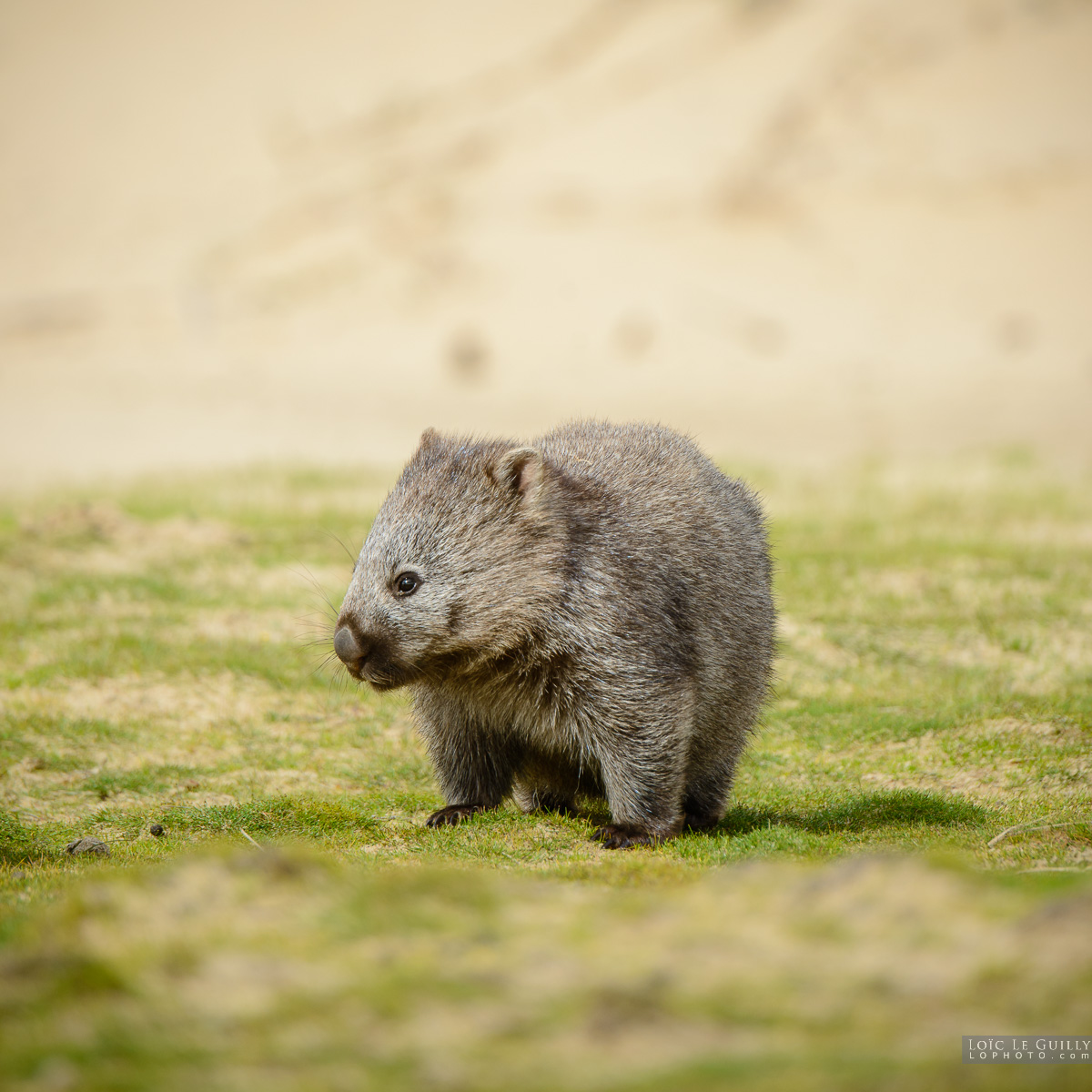 photograph of Baby wombat